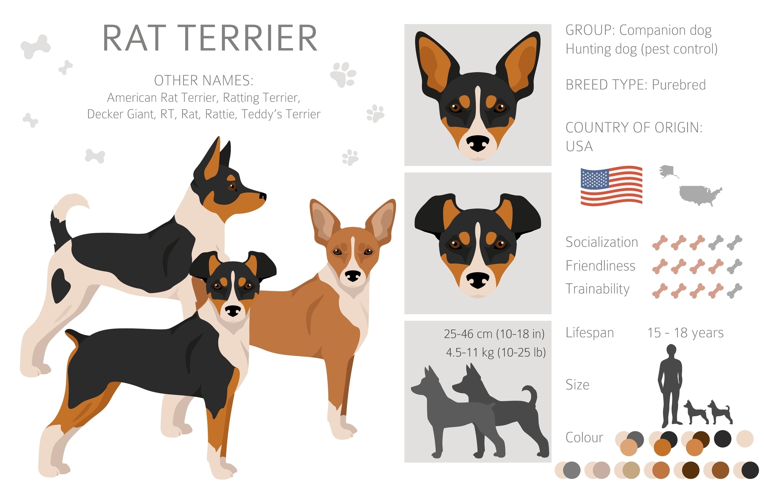 An infographic of the Rat Terrier