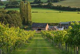 Vineyard in Wales