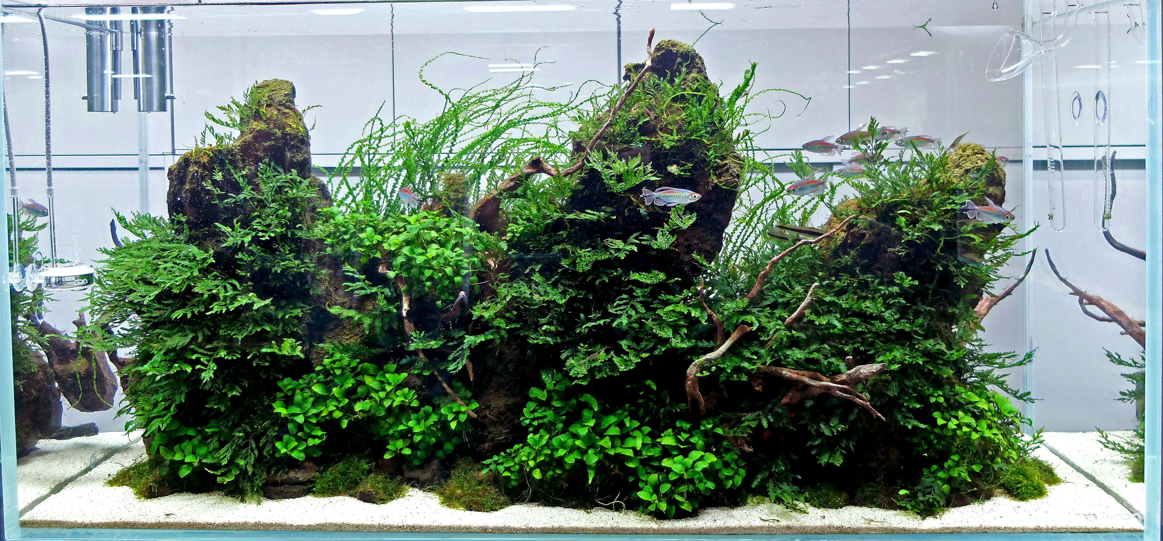 Anubias nana petite and bolbitis heudelotii on rock
