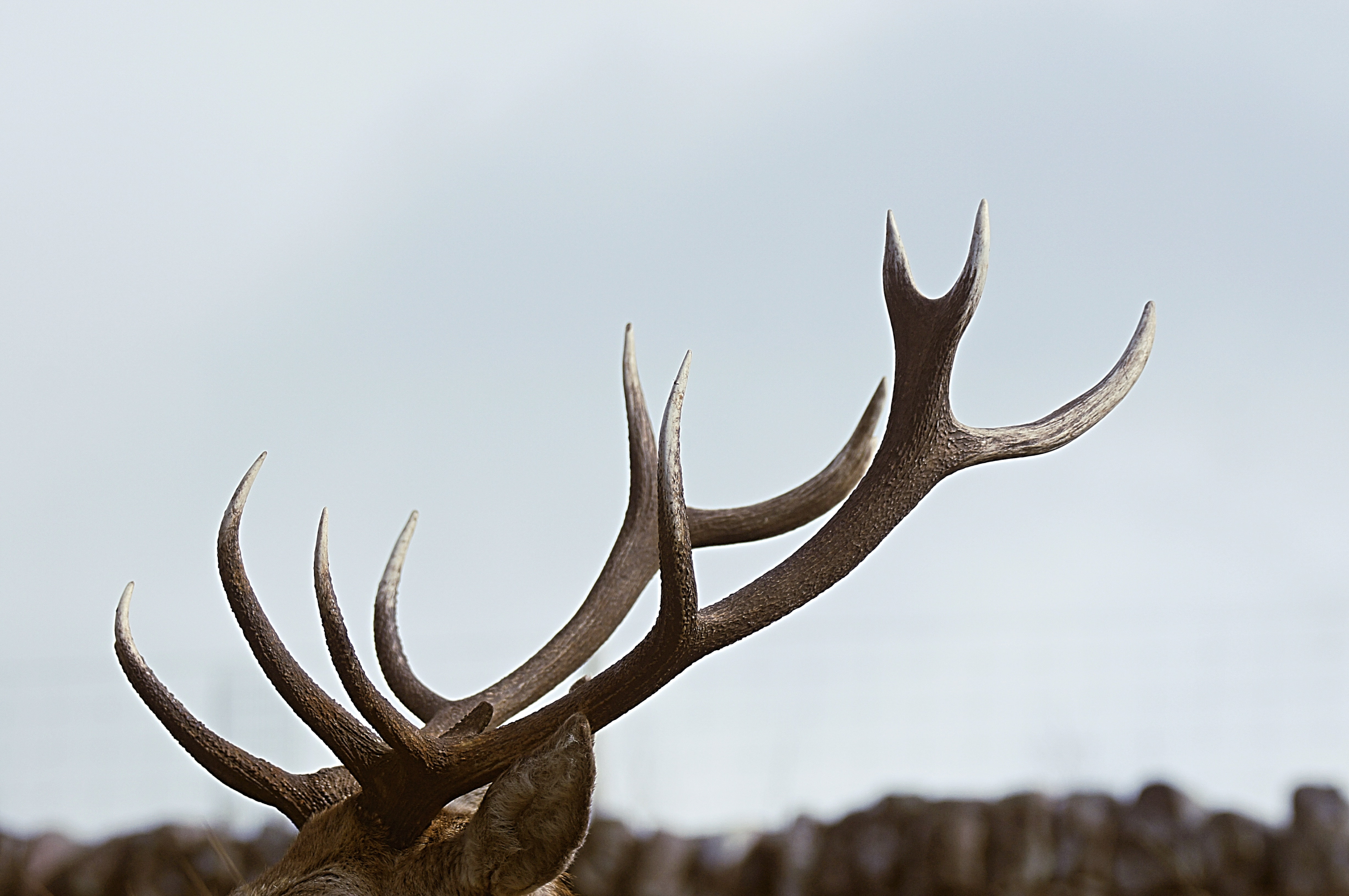 What Are Deer Antlers?