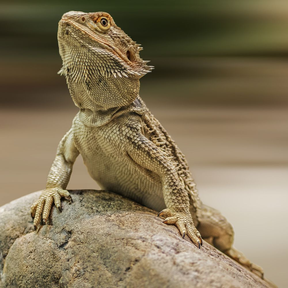 bearded dragon jumped