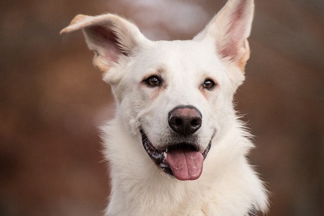 schäfer dog, white dog, dog, mammal, nature, animal, fur, white fur, tongue, portrait, dog portrait, tongue out, pet, canine, animal photography, white dog, white dog, dog, dog, dog, dog, dog, tongue