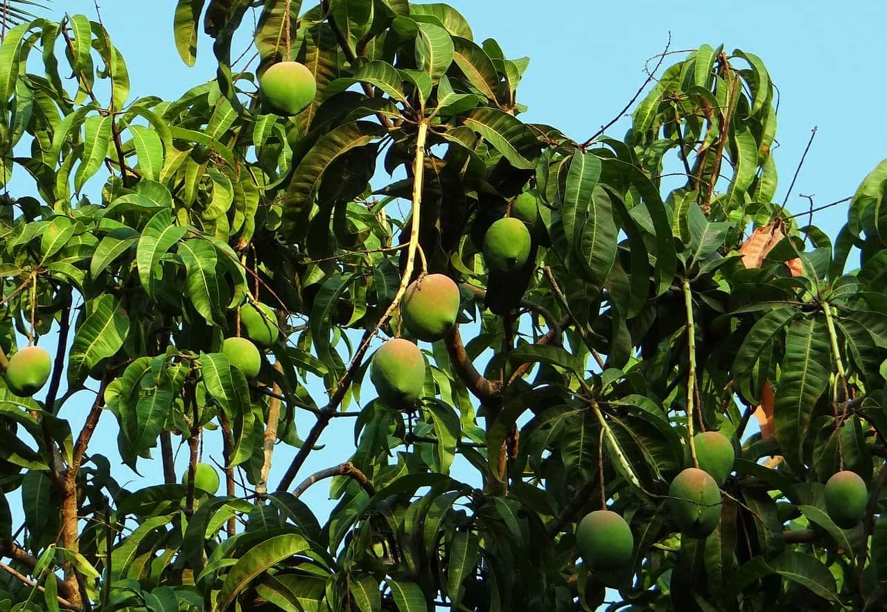 Tak rośnie mango - na drzewie