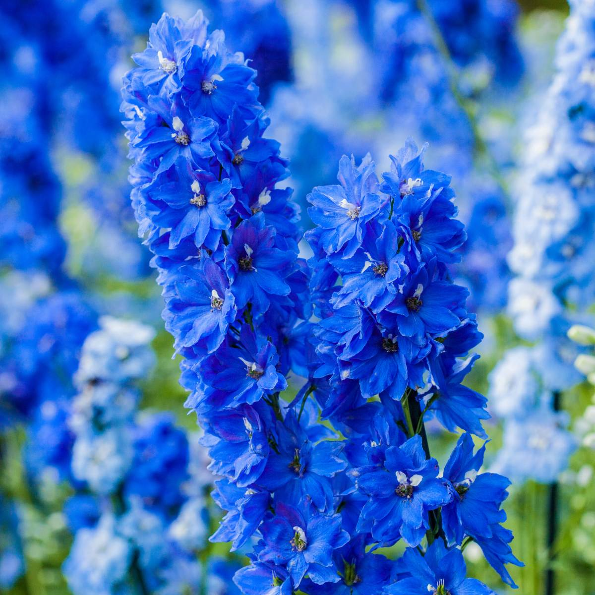 arrangement and great service, blue larkspur or delphiniums, imagine a box of blooms