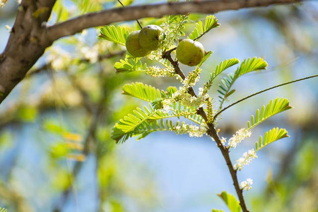 indian gooseberry, ambla, fruit