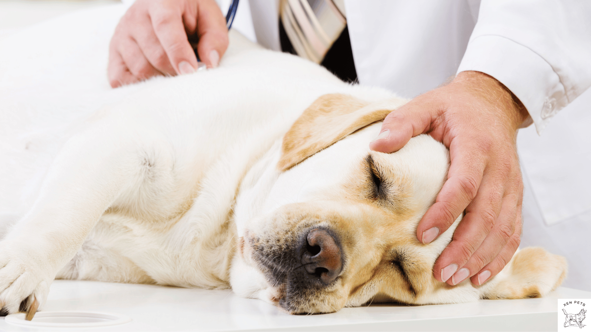 dog at vet after Benadryl overdose