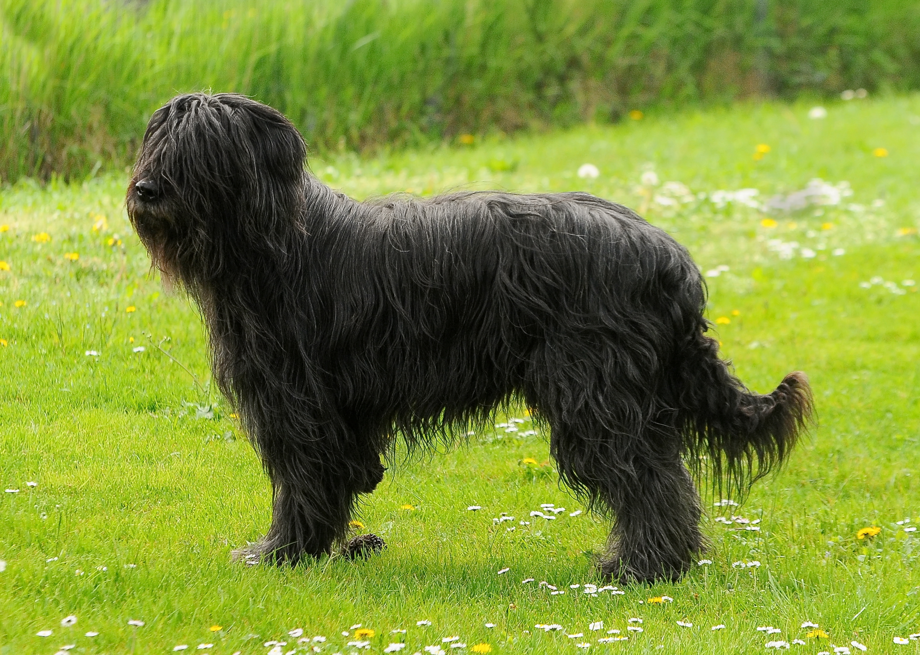 dogs, hair grows, dog's skin