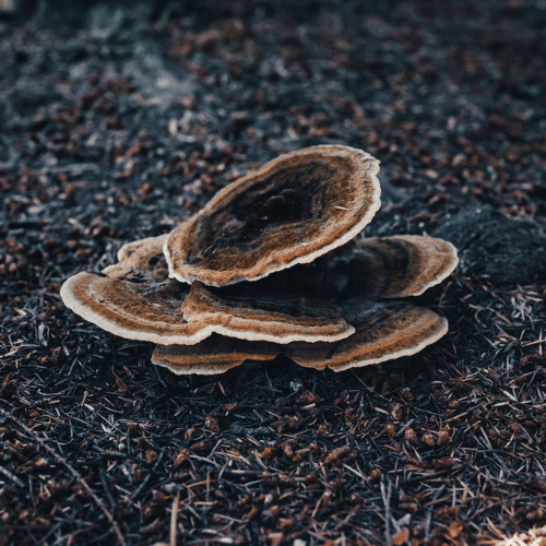 A picture of turkey tail mushroom with its unique benefits