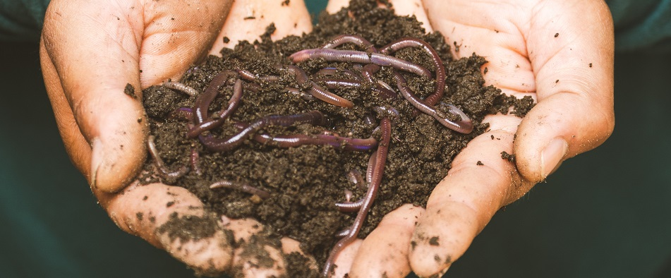 Start Composting