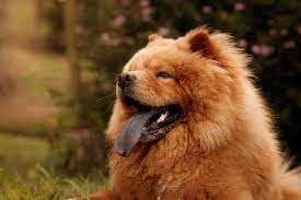 4,211 Chow Chow Stock Photos, Pictures & Royalty-Free Images - iStock