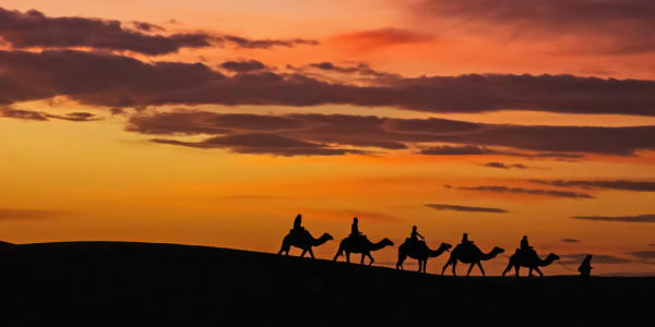 Promenade au chameau sur les dunes Merzouga, désert du Maroc.