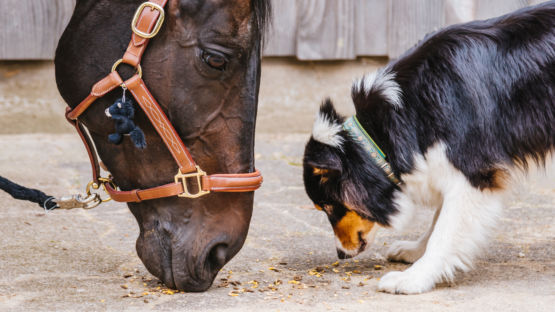 Hund mit Pferd