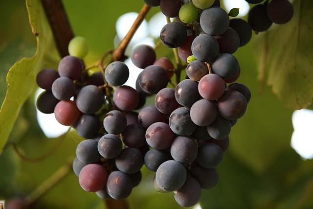 Grape Vines