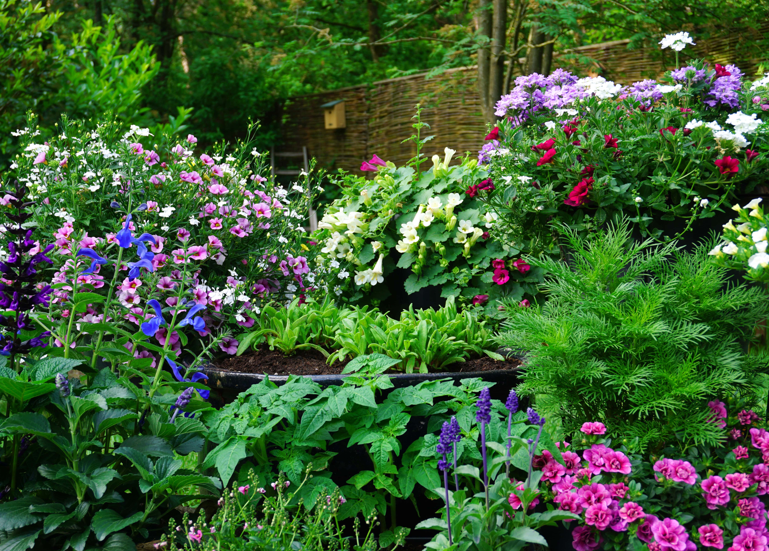 Colorful flowers at different levels along a fence