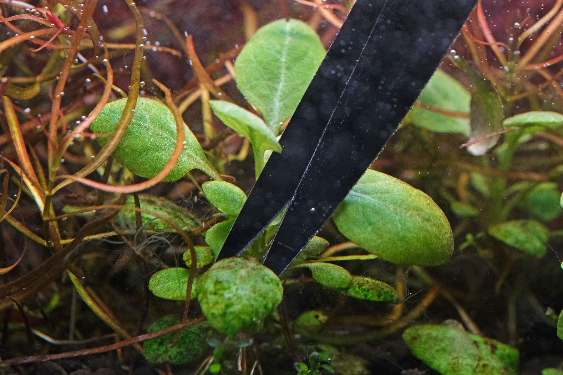 green spot and staghorn algae on leaves of Lobelia cardinalis, scissors trimming the leaf
