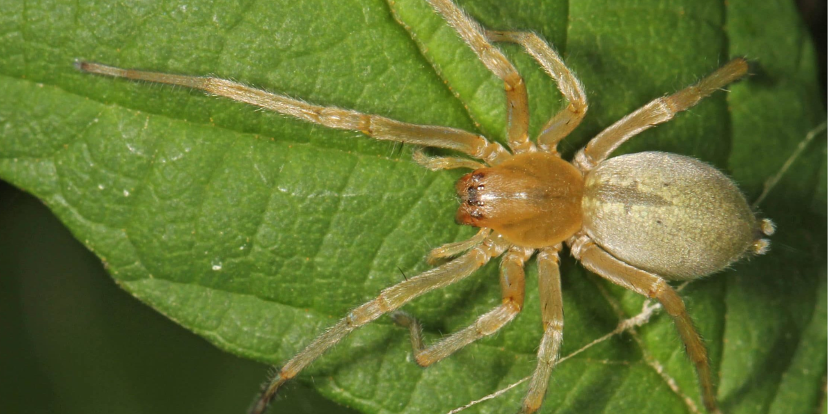 Yellow sac spider, dangerous animals 