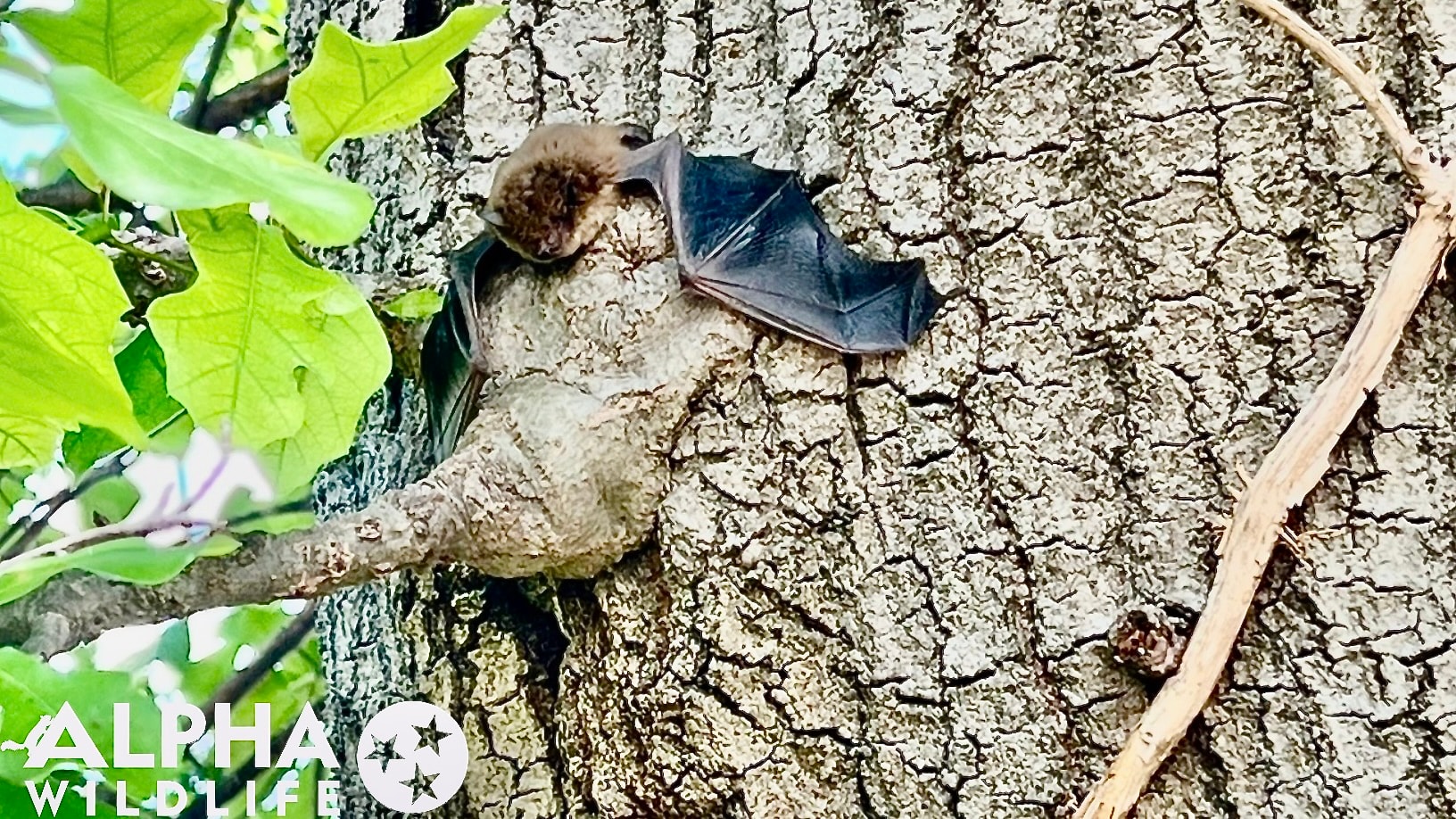 Bat roosting on tree in Collierville TN