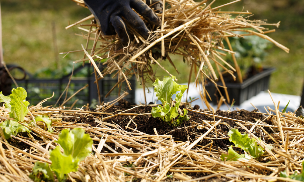 Mulch Garden Beds