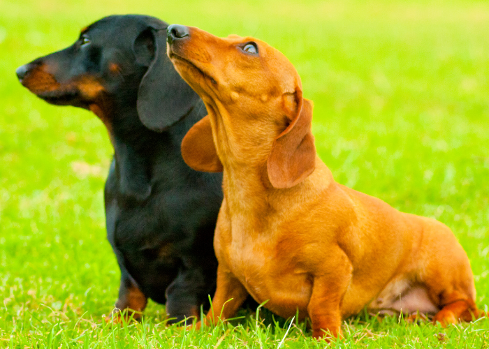 4 Fascinating Dog Breeds with Longer Back Legs than Front