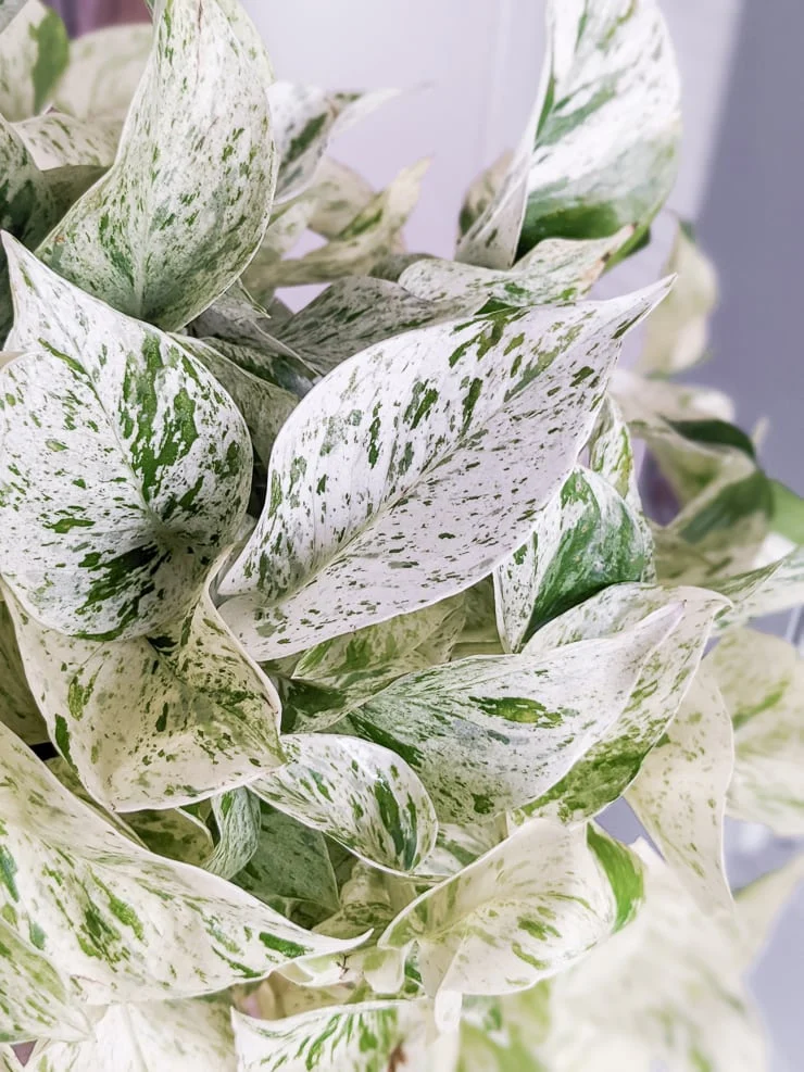 Snow Queen Pothos