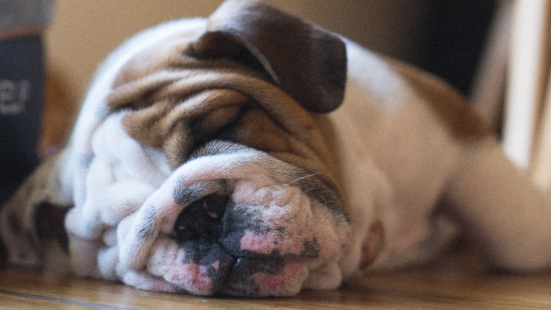 English Bulldog Skin Bumps Problems How To Avoid Infections Bulldogology