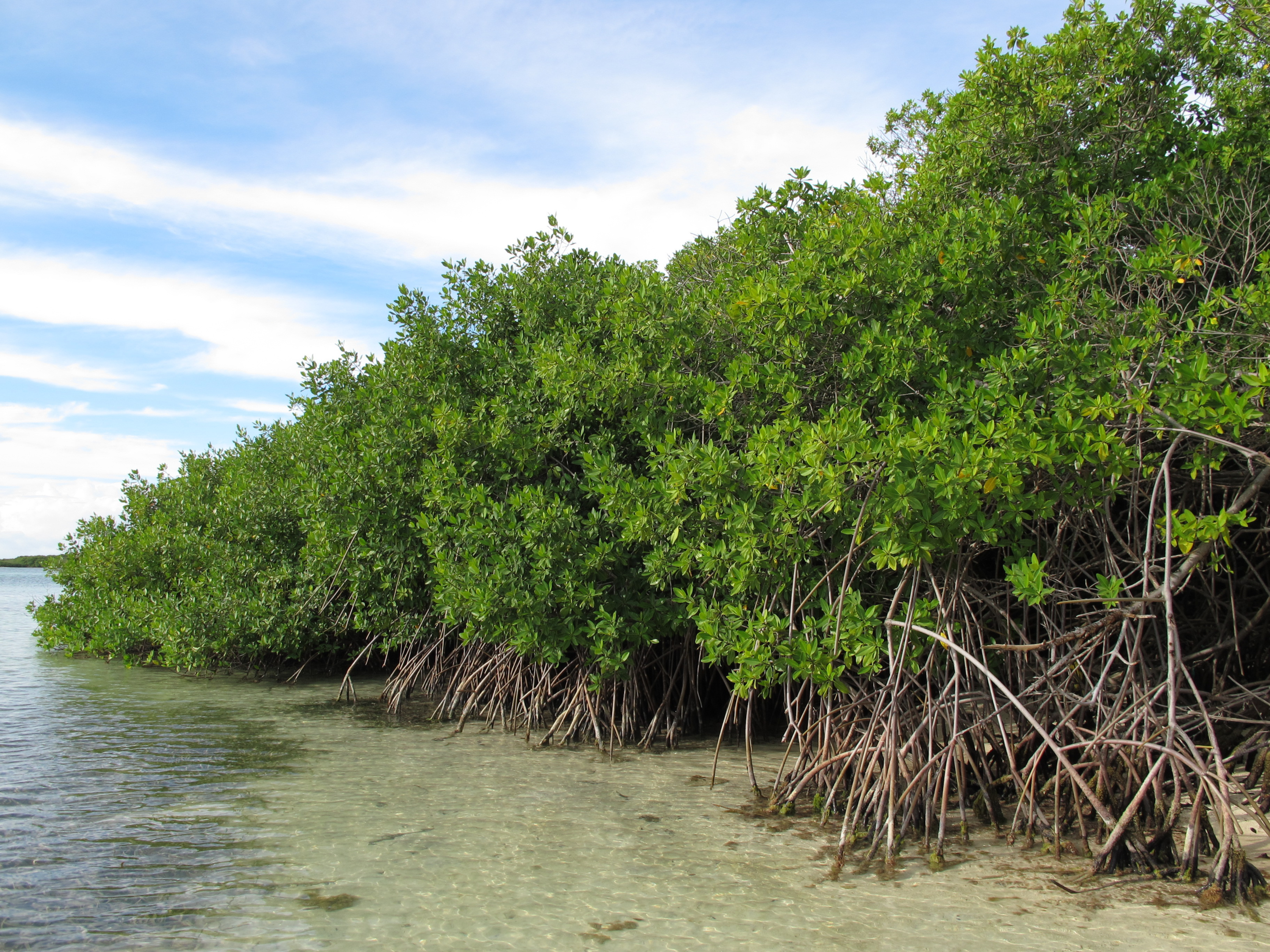 red mangroves, mangroves