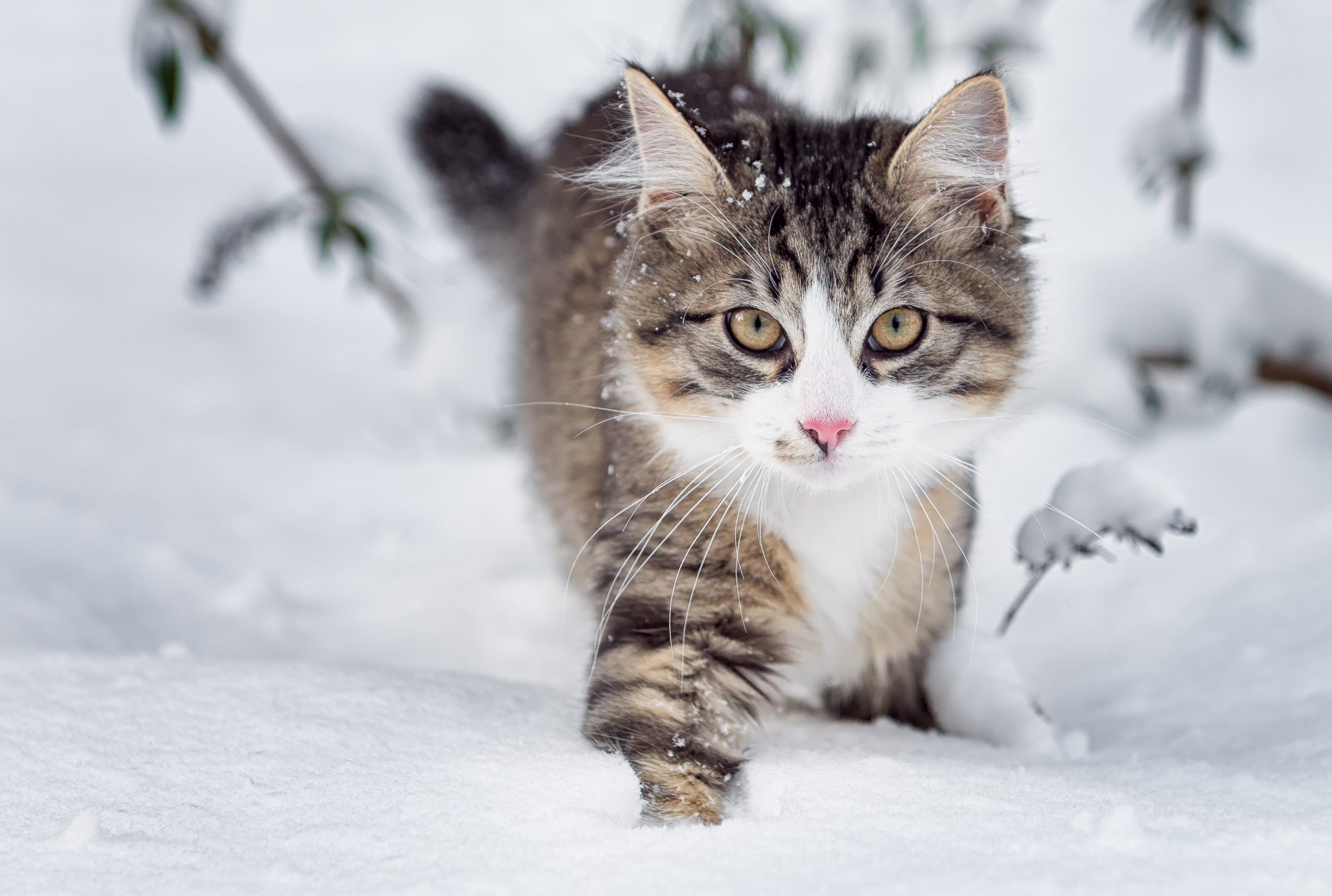 Immunsystem einer Katze stärken (https://www.istockphoto.com/de/foto/katze-im-schnee-gm534924263-56955090?phrase=Katze%20winter±)