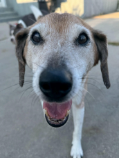 A happy senior dog