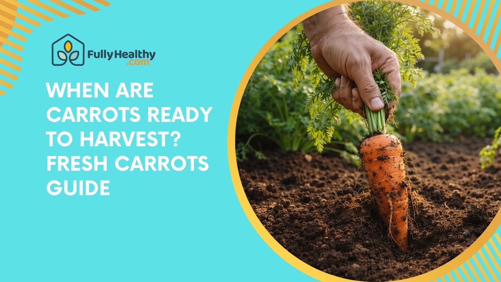 When Are Carrots Ready to Harvest? Fresh Carrots Guide