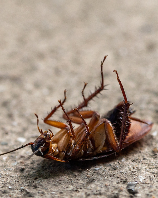 Shedding Light On Roach Behavior: Do Roaches Prefer Light? | Experts ...