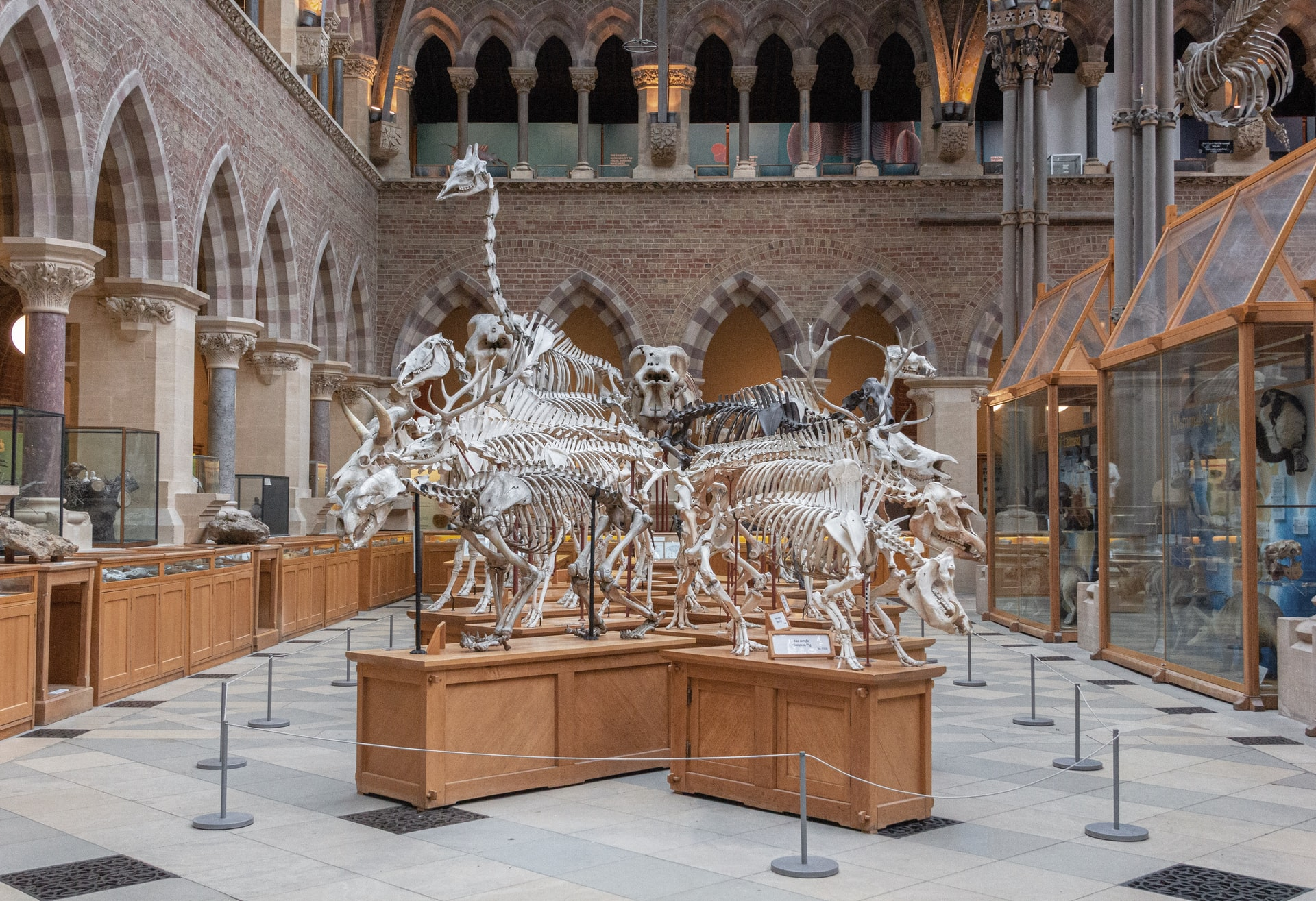 Animal Skeletons on display
