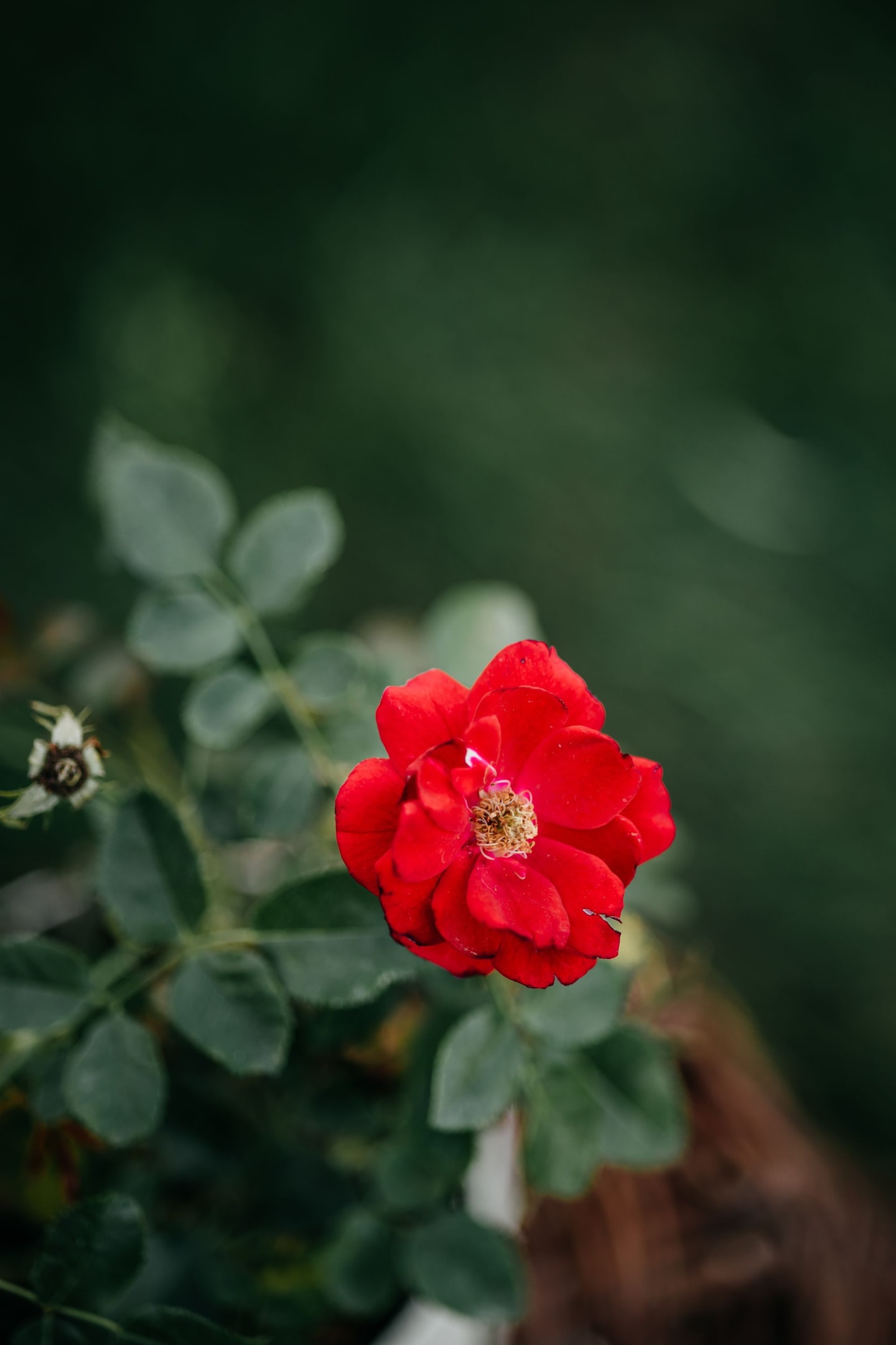 Eustoma (lizjantus) – delikatne kwiaty podobne do róży