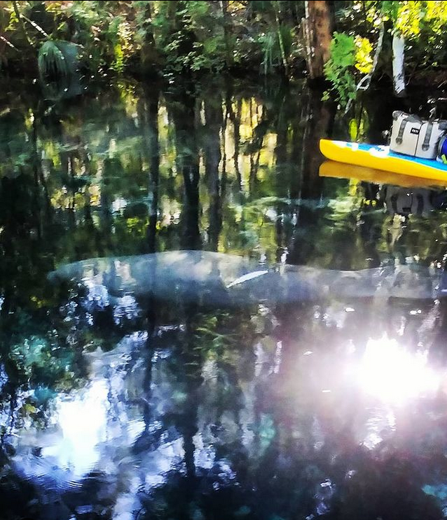 Glide paddleboard and a manatee on crystal river