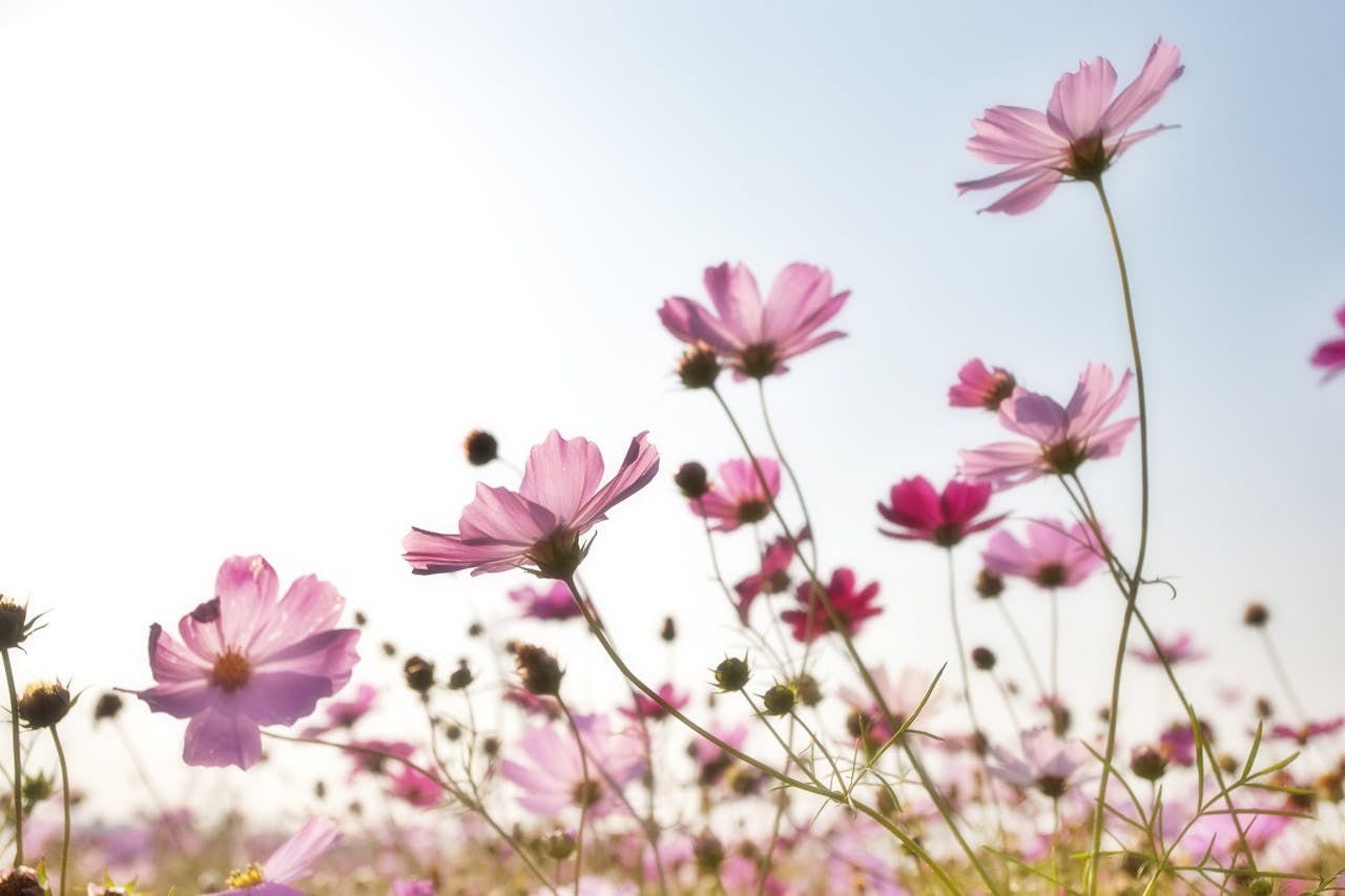 Cosmos, onw=e of the most hear resistant fir summer long bloom Cosmos, onw=e of the most hear resistant fir summer long bloom