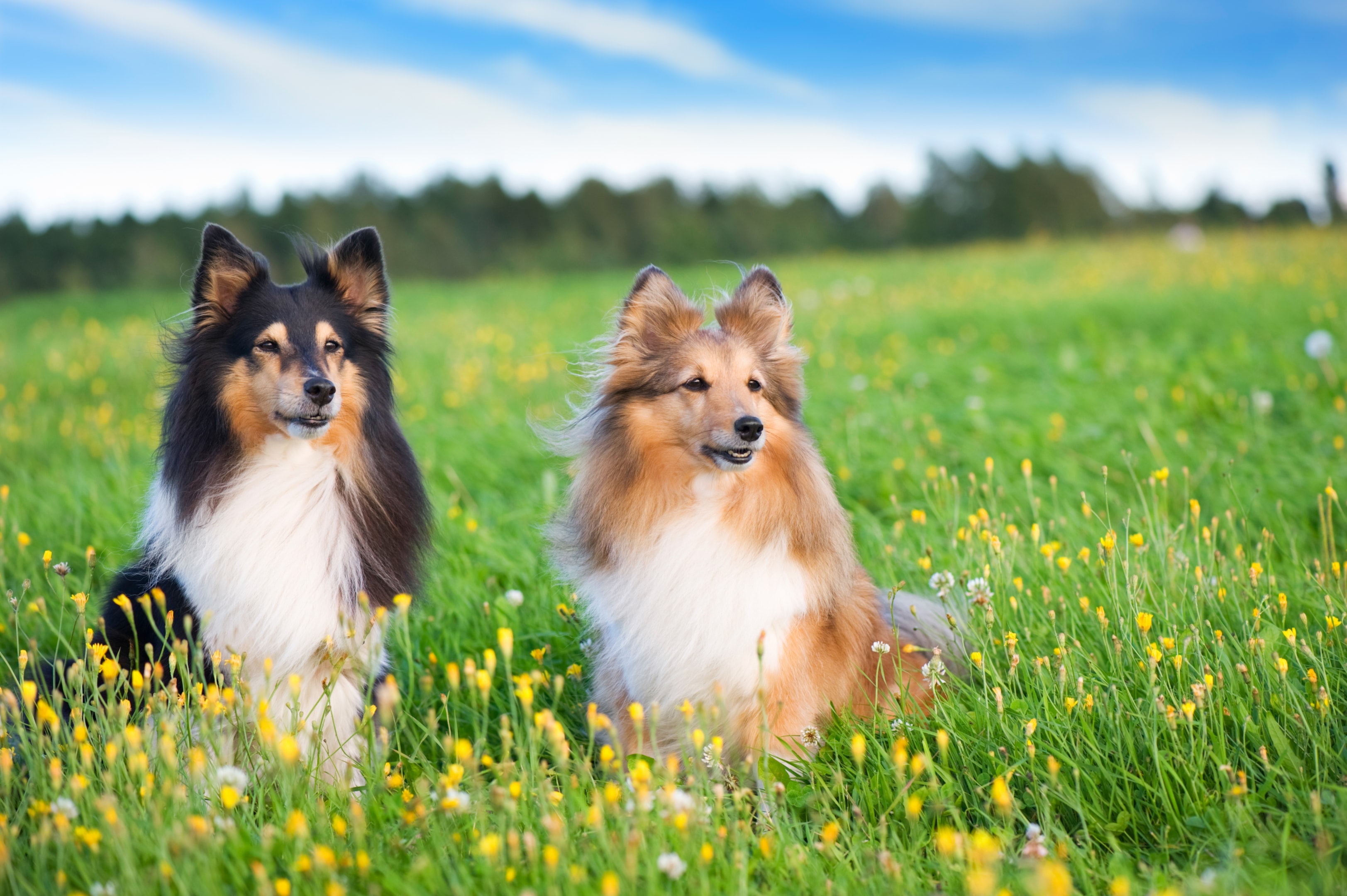 Two Shelties sitting next to each other in a field
