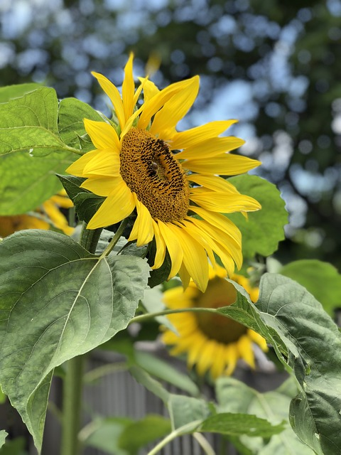nature, flora, summer