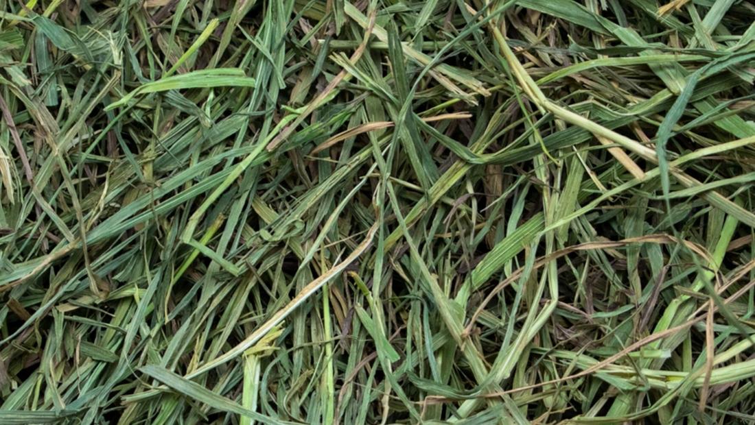 why some rabbits need softer hay