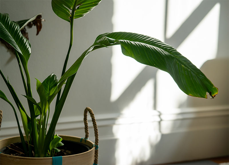 Tips for Successful Indoor Plants Growth in Summer