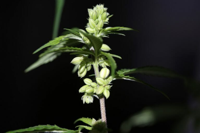 Male Weed
