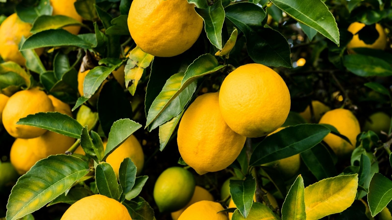 Lemon tree with ripe lemons and green leaves