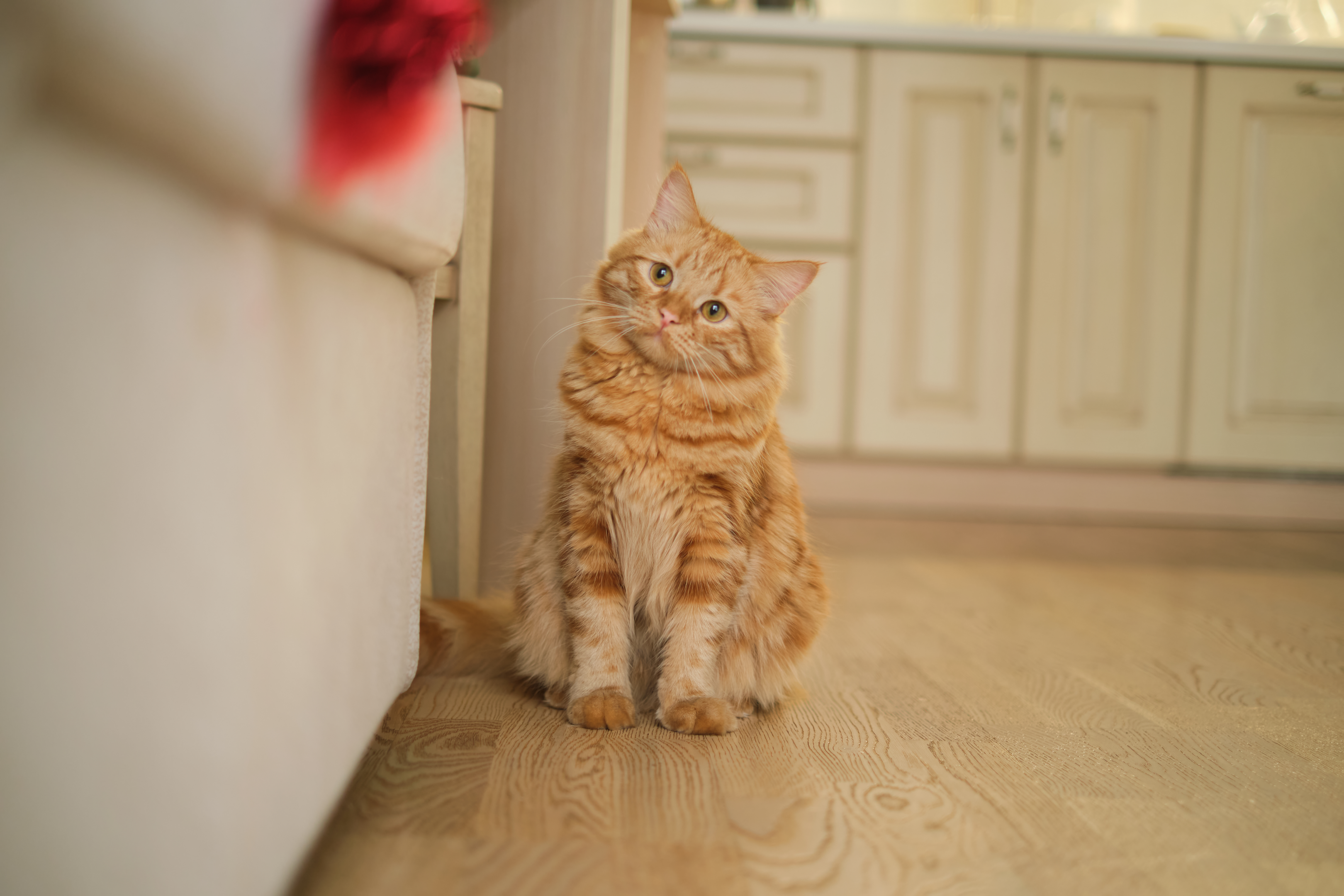 Older cat in living room
