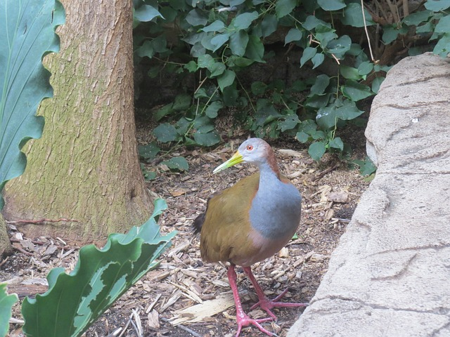 giant wood rail, bird, fly