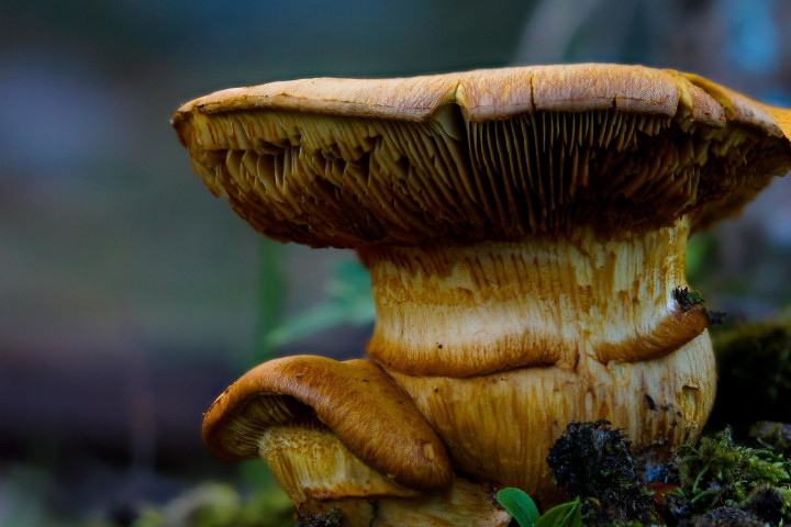 Gymnopilus Luteus magic mushroom strain
