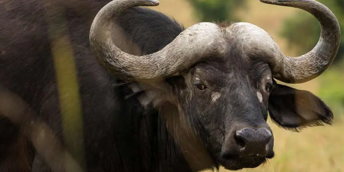 African buffalo, Botswana