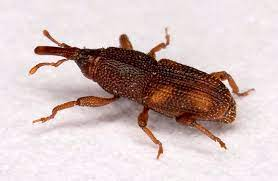 Rice weevil - Wikipedia