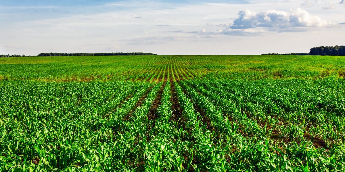 disease control measures same crop