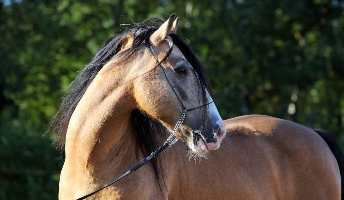 Paso Fino horse with a bridle.