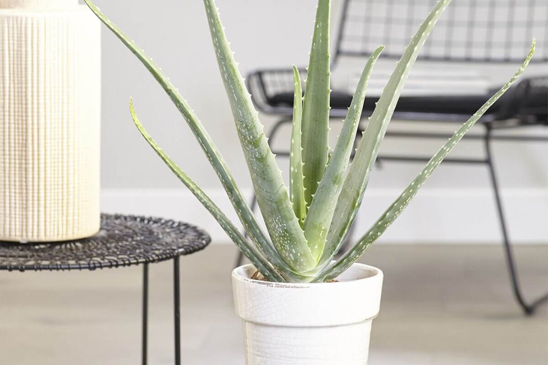 Aloe vera in a white pot 