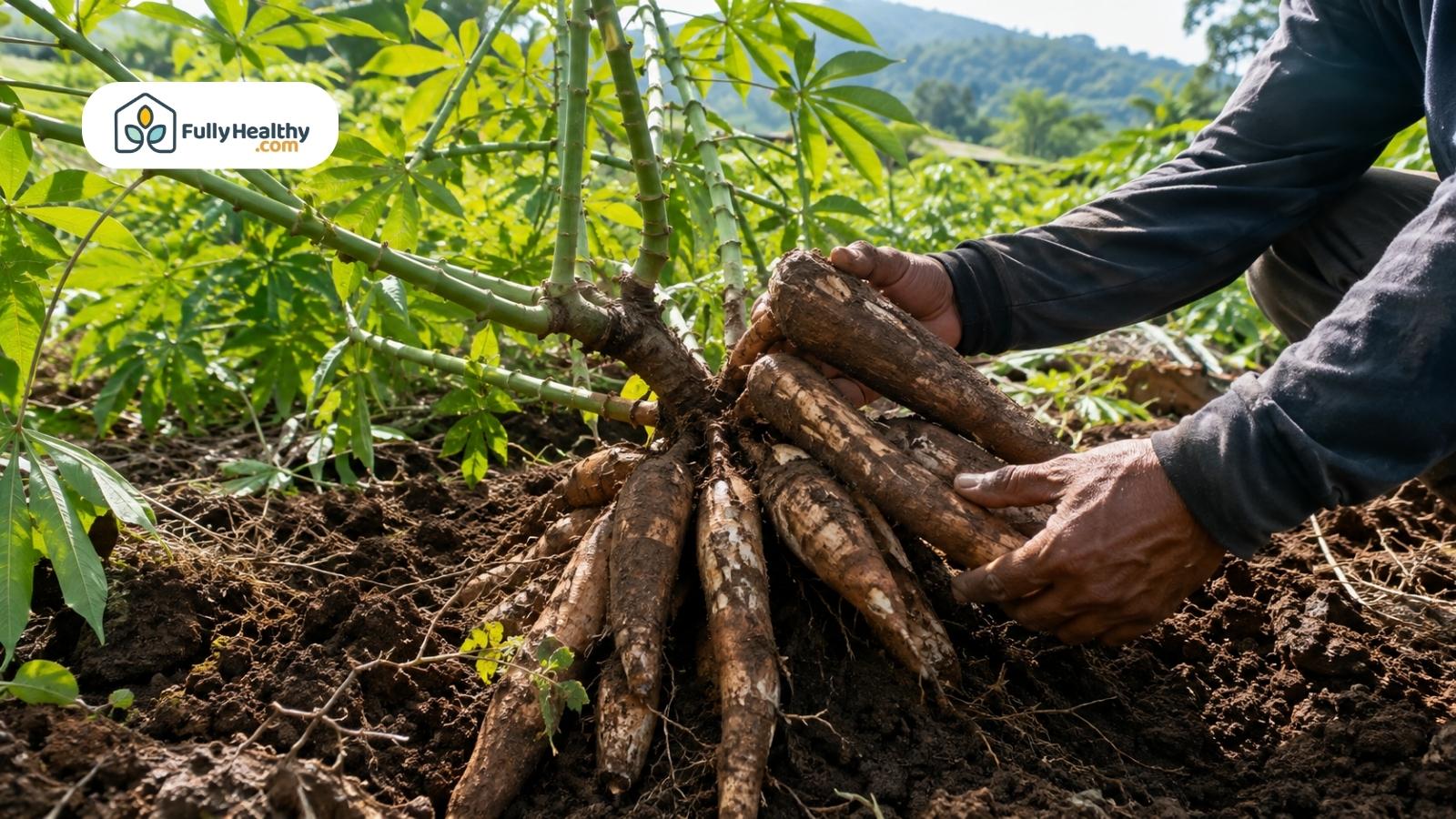 Farmer harvesting fresh cassava roots from soil in a green field