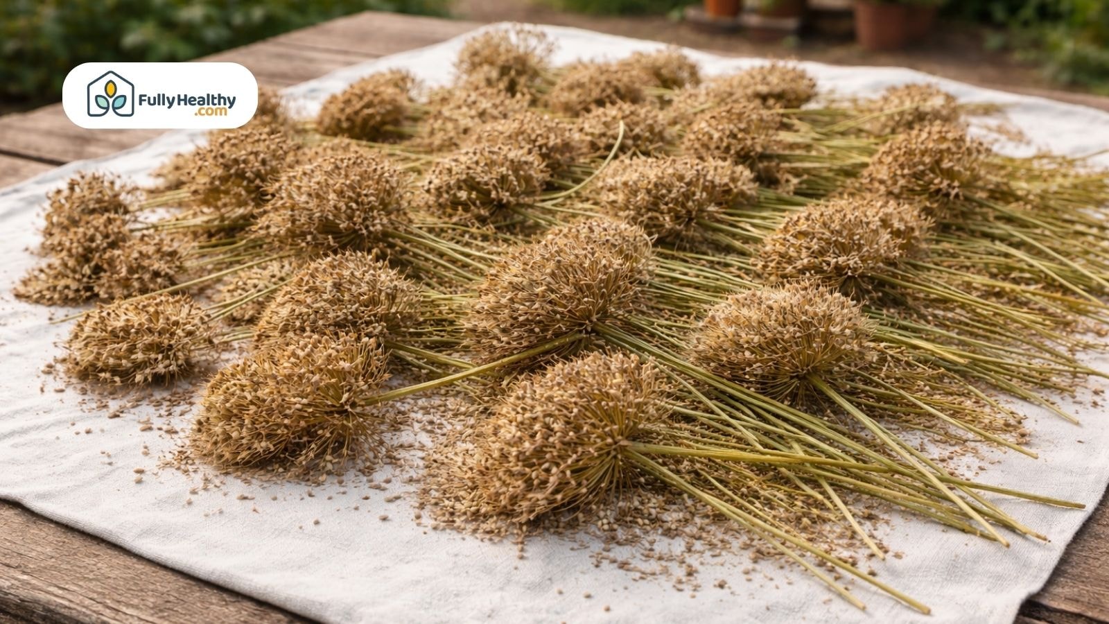 Dried carrot seed heads spread out for drying and seed saving